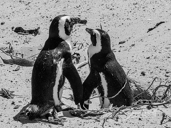 Friends for Life
