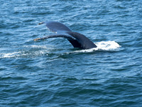 SEL00958.jpg