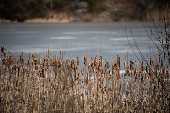 Reeds and Rushes II