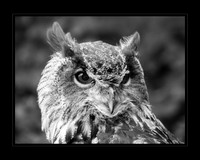 Wise Guy