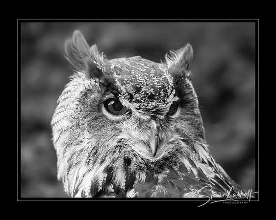 Wise Guy