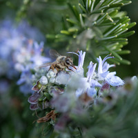 Flowers and Landscapes