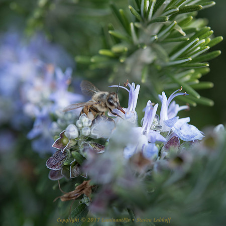 Honey: In the Beginning