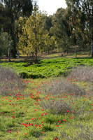 Follow the Poppies