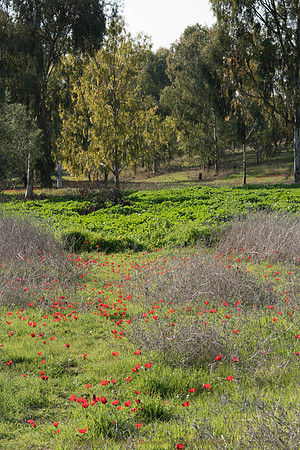 Follow the Poppies
