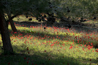 A Sea of Anemone II