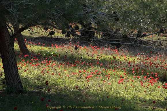 A Sea of Anemone II