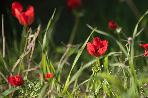 Anemones I