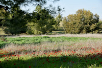 Red Meadow