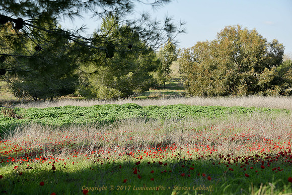 Red Meadow