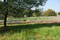 Red Meadow II