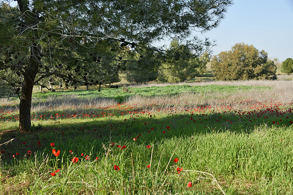 Red Meadow II