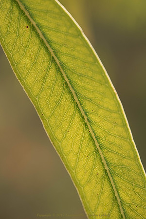Veins