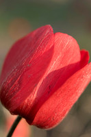 Awesome, Anemone
