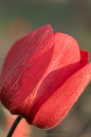 Awesome, Anemone