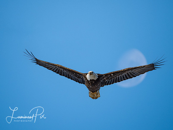 Raptor