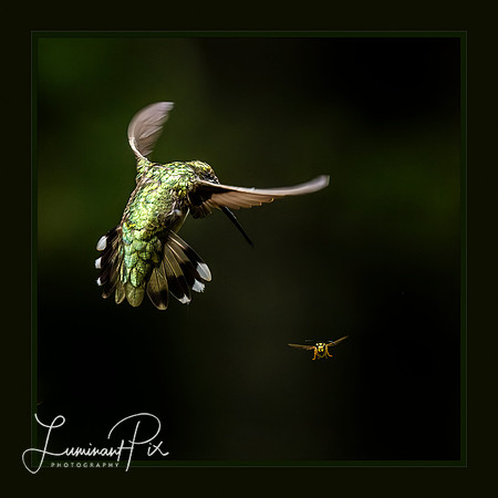 Joust