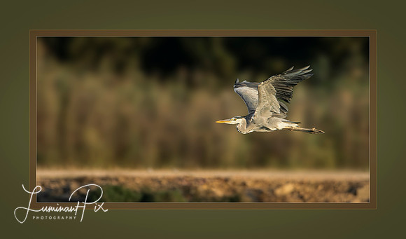 Homeward Bound - Gotcha! - Custom print - DO NOT ORDER FROM SITE