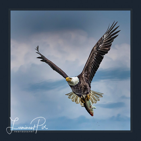 Fly Fishing