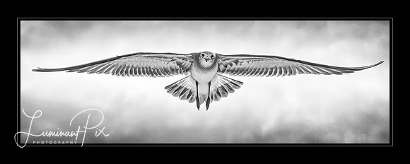 The Wind Beneath My Wings - Gotcha! - Custom print - DO NOT ORDER FROM SITE
