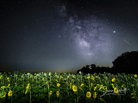 Galaxy Flowers
