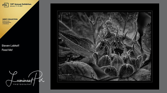 Feed Me! Bad Hair Day - International Photographic Competition, Merit - 2020