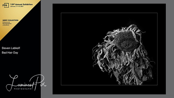 Bad Hair Day - 2020 - International Photographic Competition, Merit