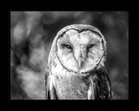 Owl Be Back (Perfect Score Stamford Photography Club)
