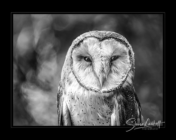 Owl Be Back (Perfect Score Stamford Photography Club)