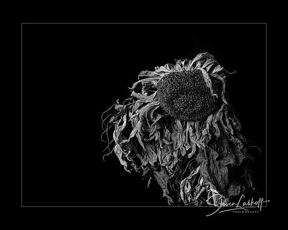 Bad Hair Day (PPA Merit Award Winner)