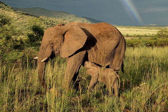 Elephant.jpg