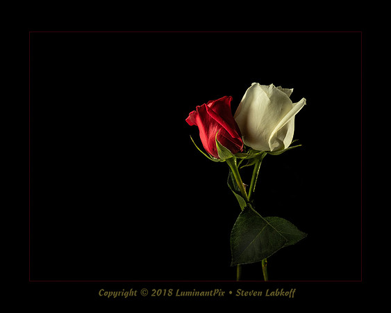 Love is a Thorny Business_2021-03-15_0267-Edit.jpg