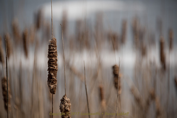 Cattails