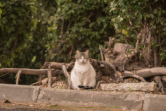 Cat-titude