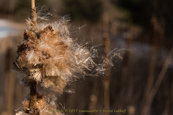 The Future is Blowing In the Wind