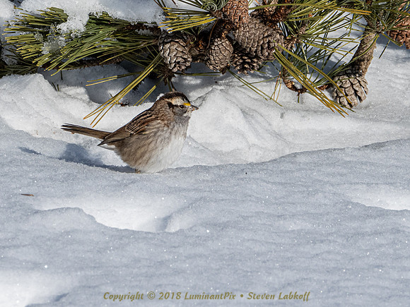 Cross Bills.EM1x.0179.jpg