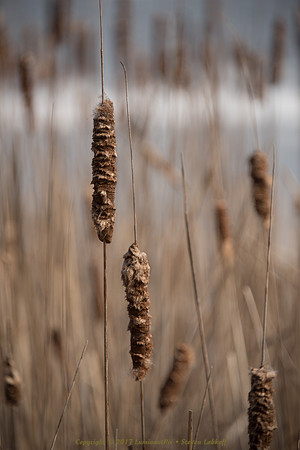 Cattails in Winter