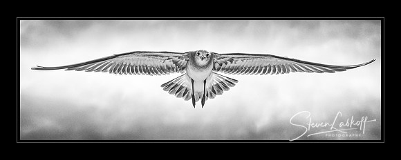 The Wind Beneath my Wings (2020 PPA Loan Collection Winner)