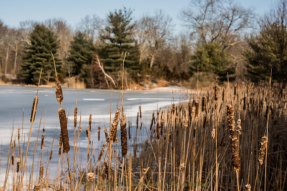 Reeds and Rushes I