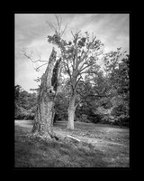 Ayn Rand's Tree