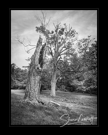 Ayn Rand's Tree