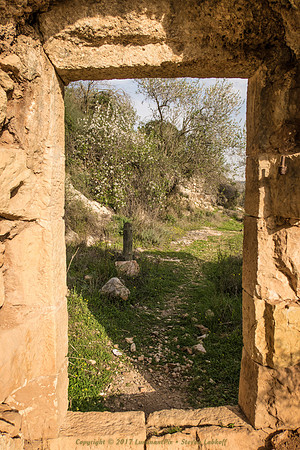 The Olive Trees that Stand in Silence