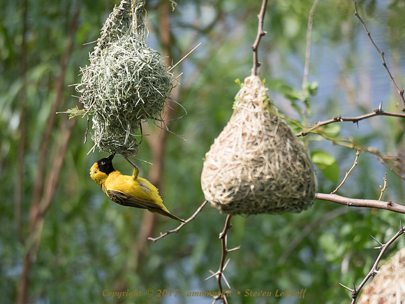 A Weaver's Work is Never Done