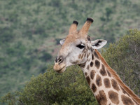 Africa
