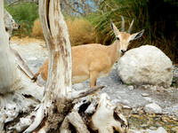 DSCN8281a.jpg