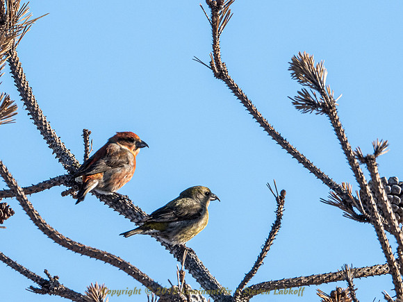 Cross Bills.EM1x.0053.jpg
