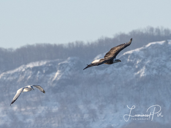American Bald Eagle, Verplank, NY, 2/21/2021 - 0002