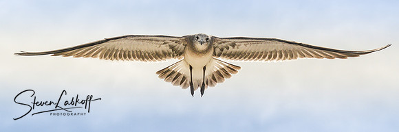 Full Flight