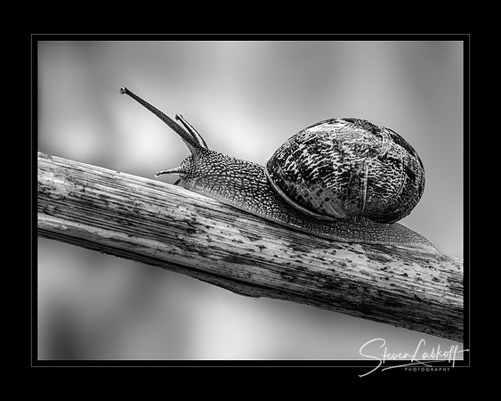 Its One Shell of a Life (2020 PPA Merit Winner)