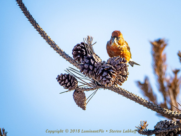 Cross Bills.EM1x.0034.jpg